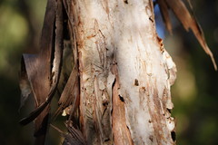 Melaleuca armillaris