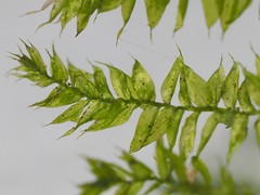 Rhynchostegium serrulatum