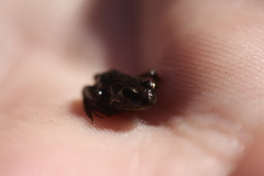 Microbatrachella capensis