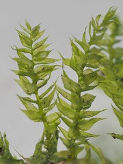 Rhynchostegium serrulatum