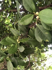 Ficus natalensis