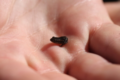 Microbatrachella capensis