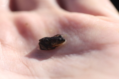 Microbatrachella capensis