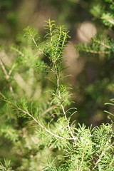 Melaleuca armillaris