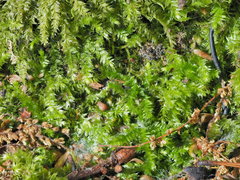 Rhynchostegium serrulatum