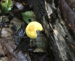 Pluteus chrysaegis