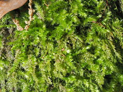 Rhynchostegium serrulatum