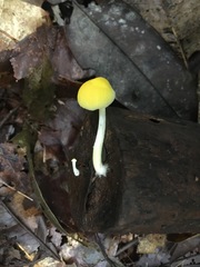 Pluteus chrysaegis