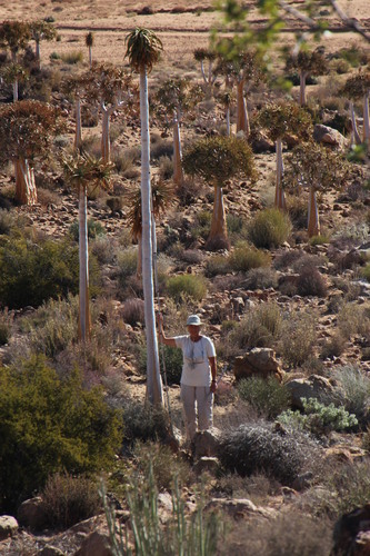 Aloidendron dichotomum