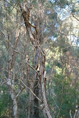 Melaleuca armillaris