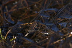 Microbatrachella capensis