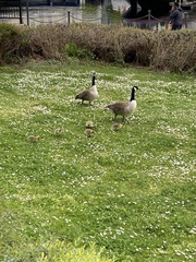 Branta canadensis