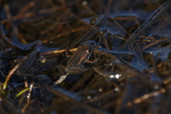 Microbatrachella capensis
