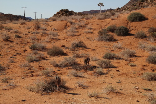 Aloidendron dichotomum