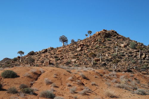 Aloidendron dichotomum