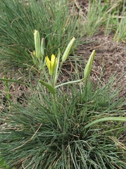 Gagea fedtschenkoana