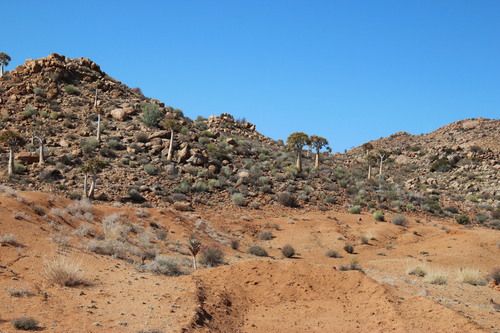 Aloidendron dichotomum