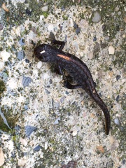 Ichthyosaura alpestris alpestris