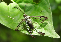 Sesiidae
