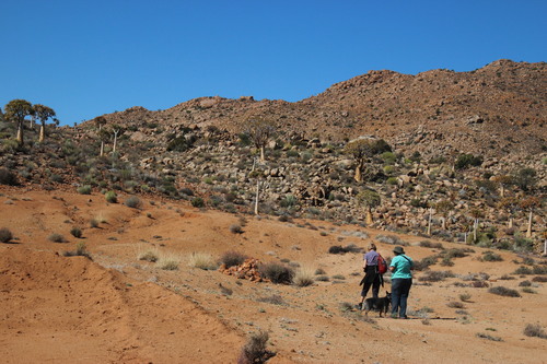 Aloidendron dichotomum
