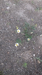 Asteroideae