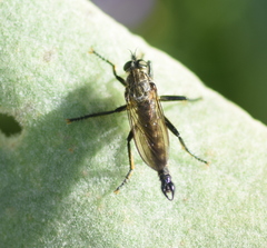Didysmachus picipes