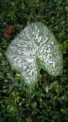 Caladium
