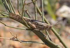 Schistocerca gregaria flaviventris