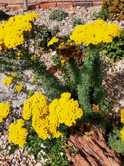 Oncosiphon grandiflorus