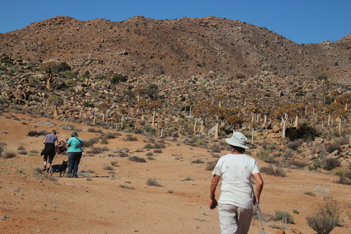 Aloidendron dichotomum