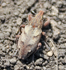 Stephanocleonus microgrammus