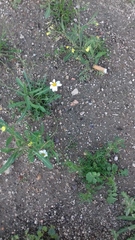 Asteroideae