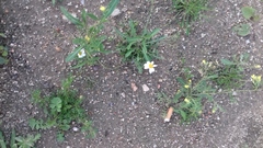 Asteroideae