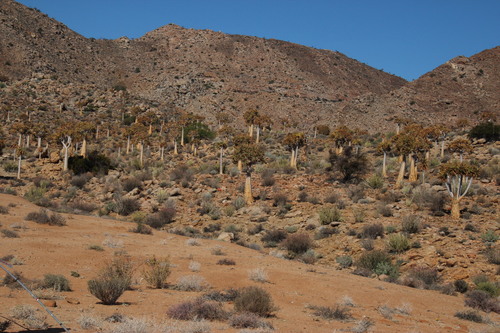 Aloidendron dichotomum