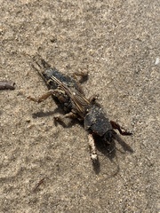 Gryllotalpa septemdecimchromosomica