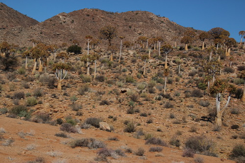 Aloidendron dichotomum