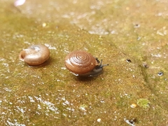 Oestophorella buvinieri