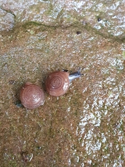 Oestophorella buvinieri