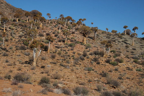 Aloidendron dichotomum
