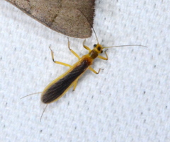 Perlesta