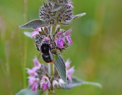 Stachys alpina
