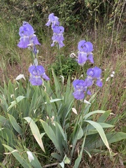 Iris