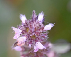 Stachys alpina
