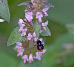 Stachys alpina