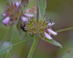 Stachys alpina