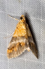 Tetracona amathealis