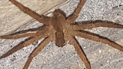 Araneae