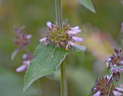 Stachys alpina
