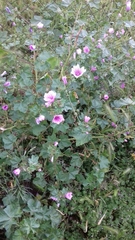 Malva sylvestris