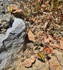 Medicago orbicularis